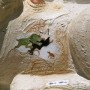 DECORATED LION (FRAGMENT). BEZALEL ST., JERUSALEM, 2002 (REMOVED)